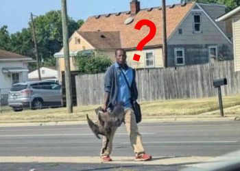 Des Haïtiens consomment chats et canards sauvages à Ohio (USA)… Qui dit la vérité ?